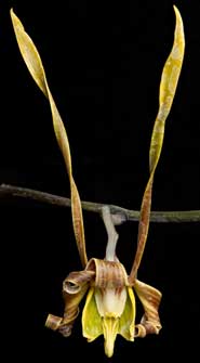 Dendrobium sutiknoi
